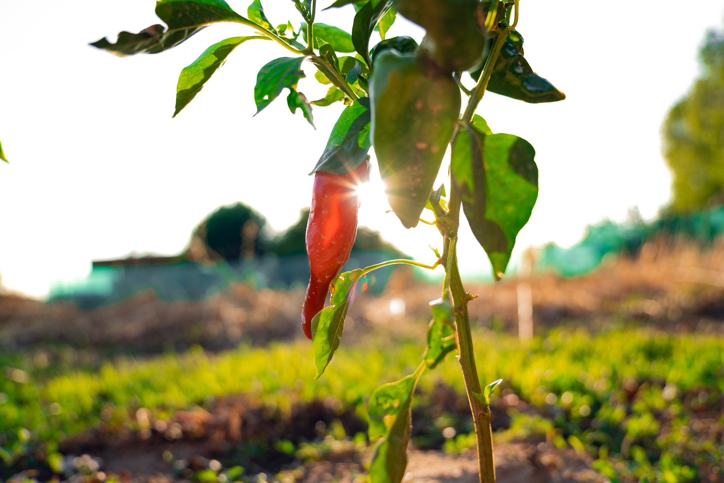 Jornadas de Exaltaci&oacute;n del Pimiento del Piquillo de Lodosa