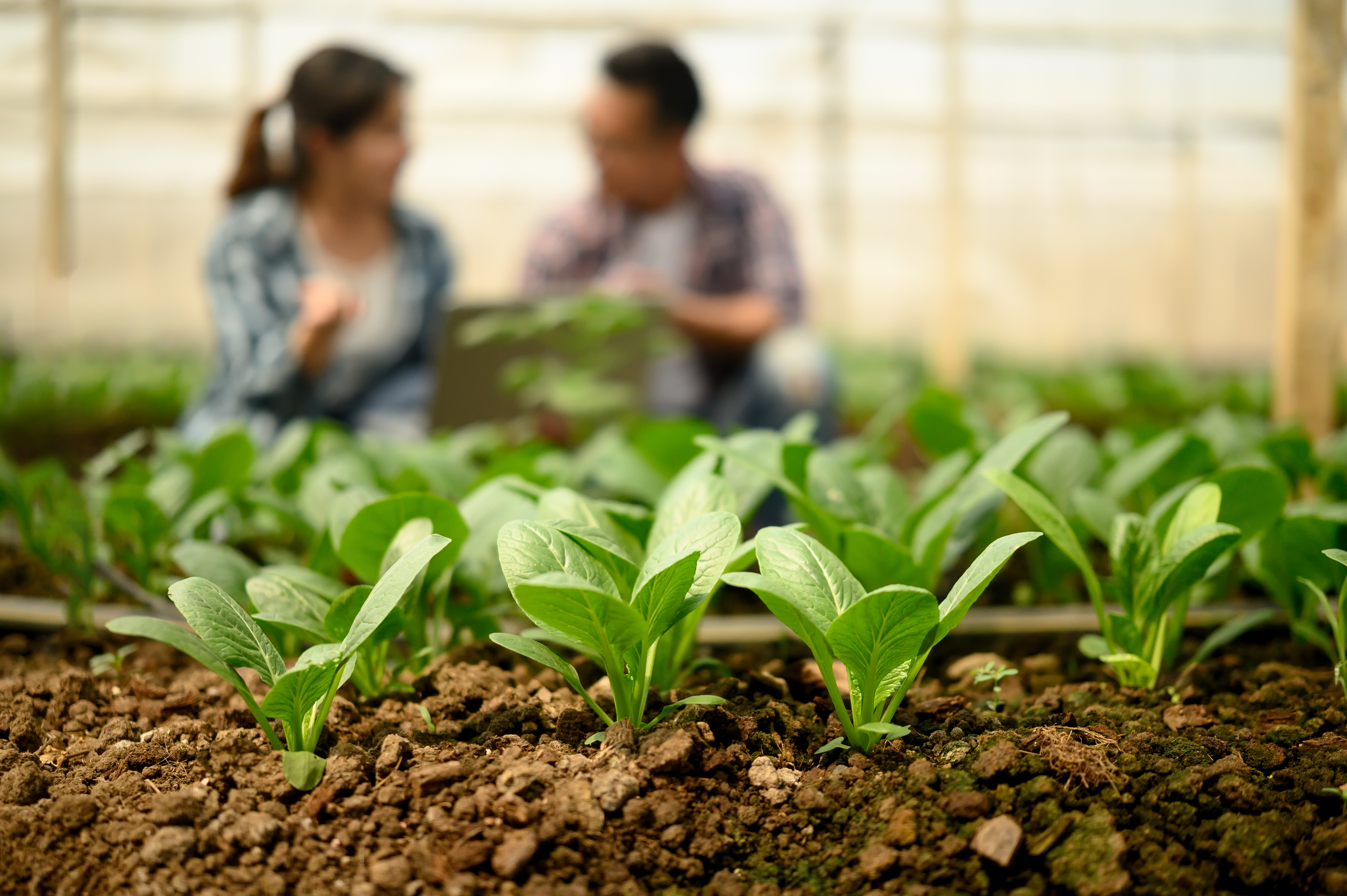 Agricultura regenerativa e innovaci&oacute;n rural