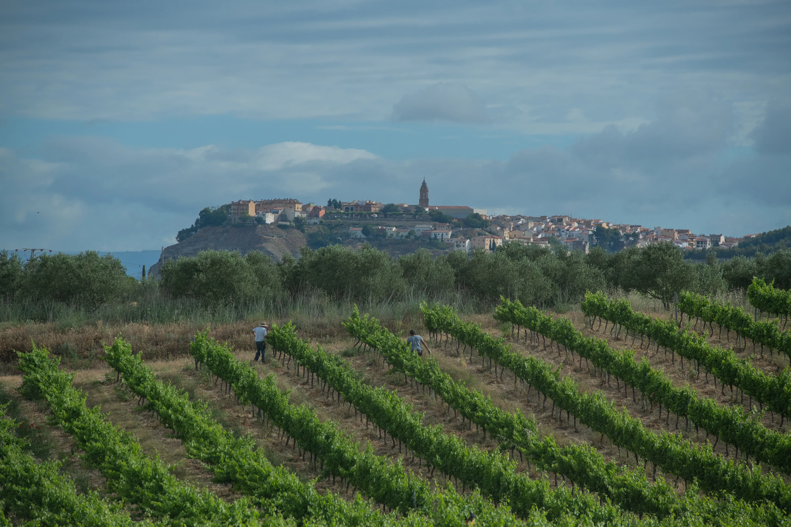Foto 6 - Bodega y Vi&ntilde;edos Alconde