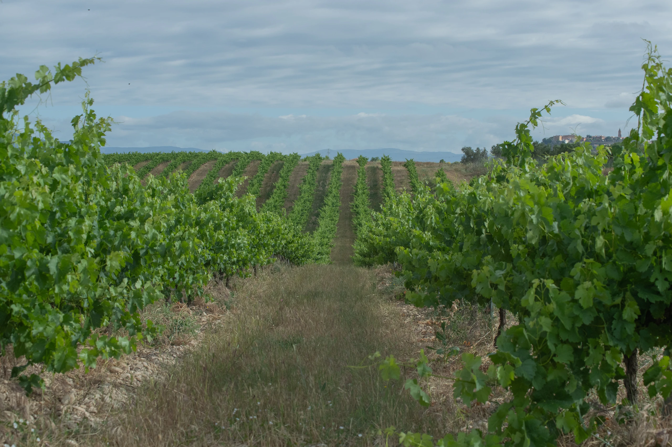 Foto 7 - Bodega y Vi&ntilde;edos Alconde