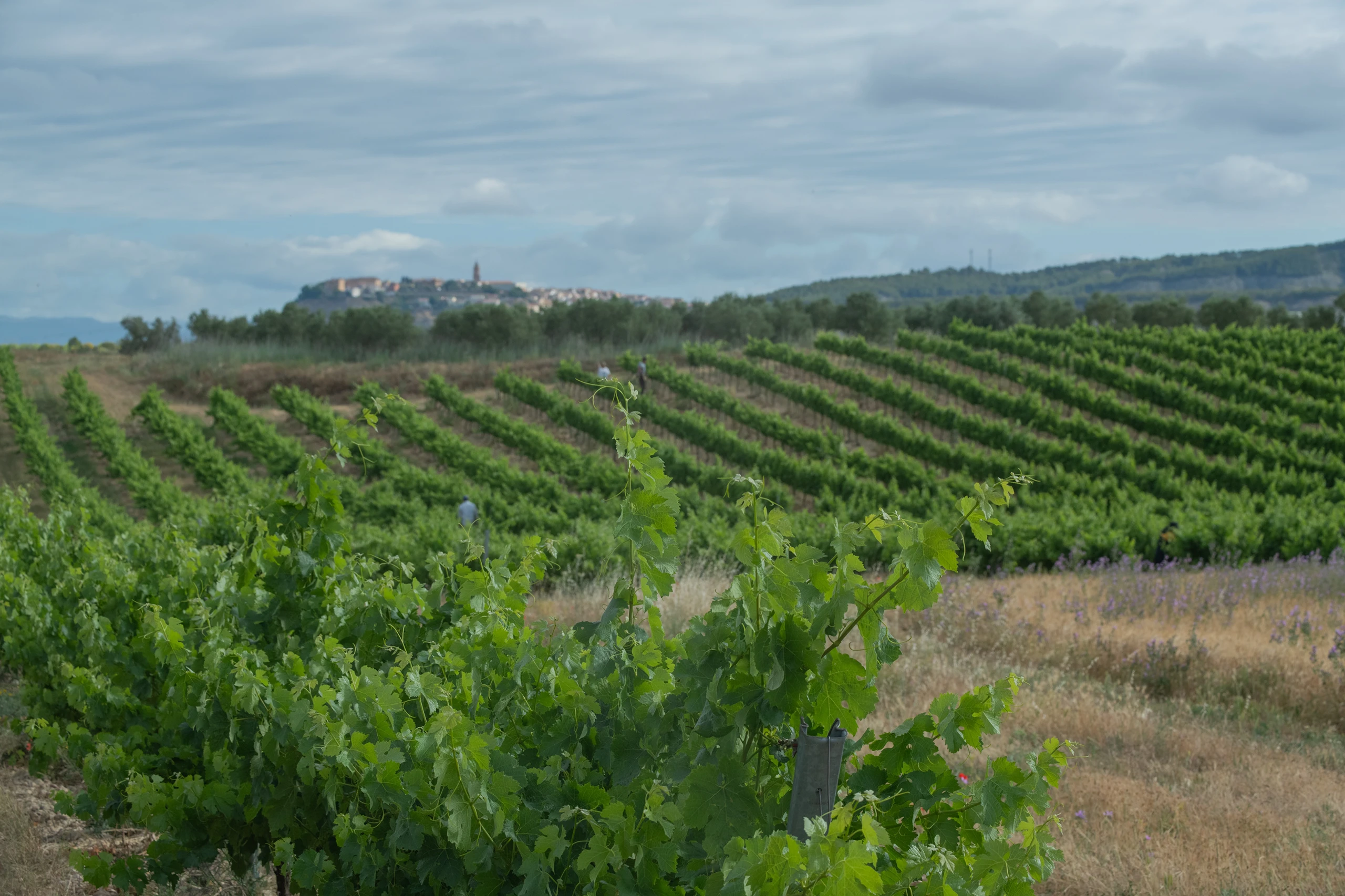 Foto 8 - Bodega y Vi&ntilde;edos Alconde