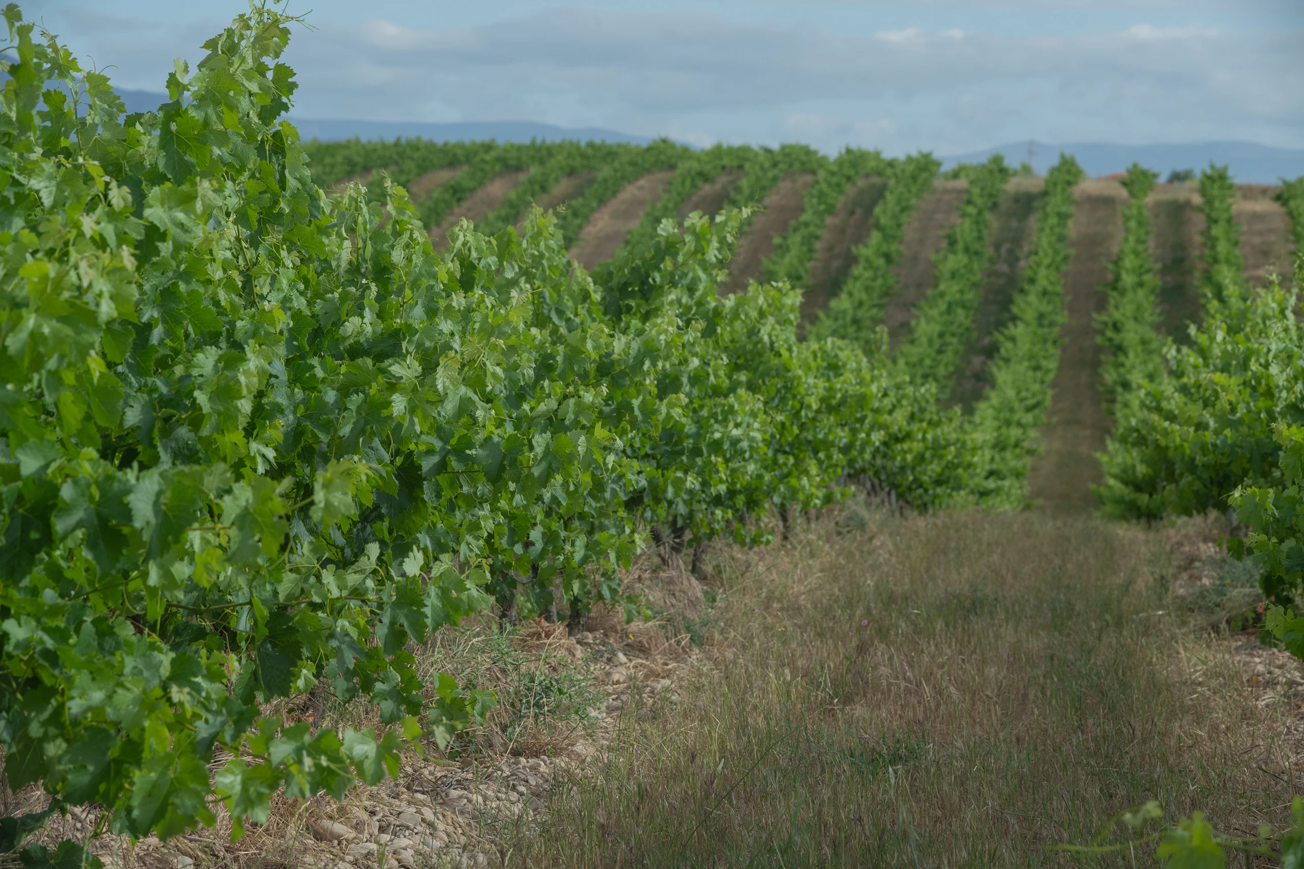 Foto 9 - Bodega y Vi&ntilde;edos Alconde