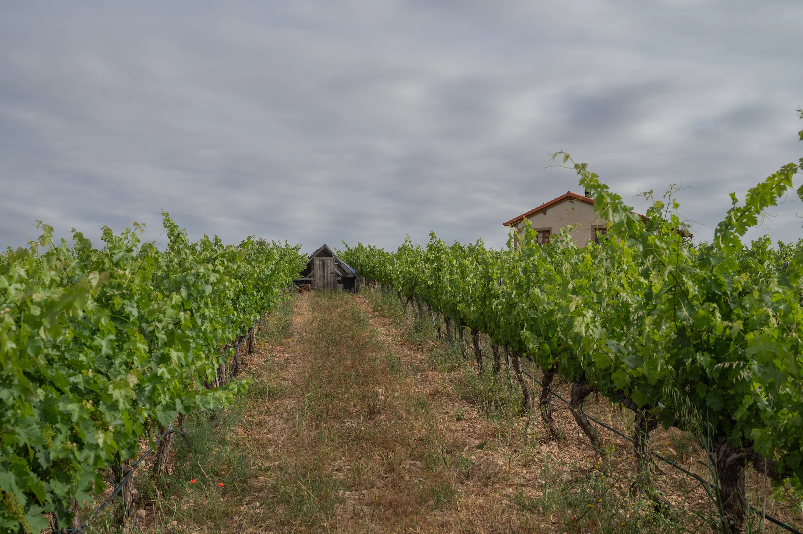 Foto 10 - Bodega y Vi&ntilde;edos Alconde
