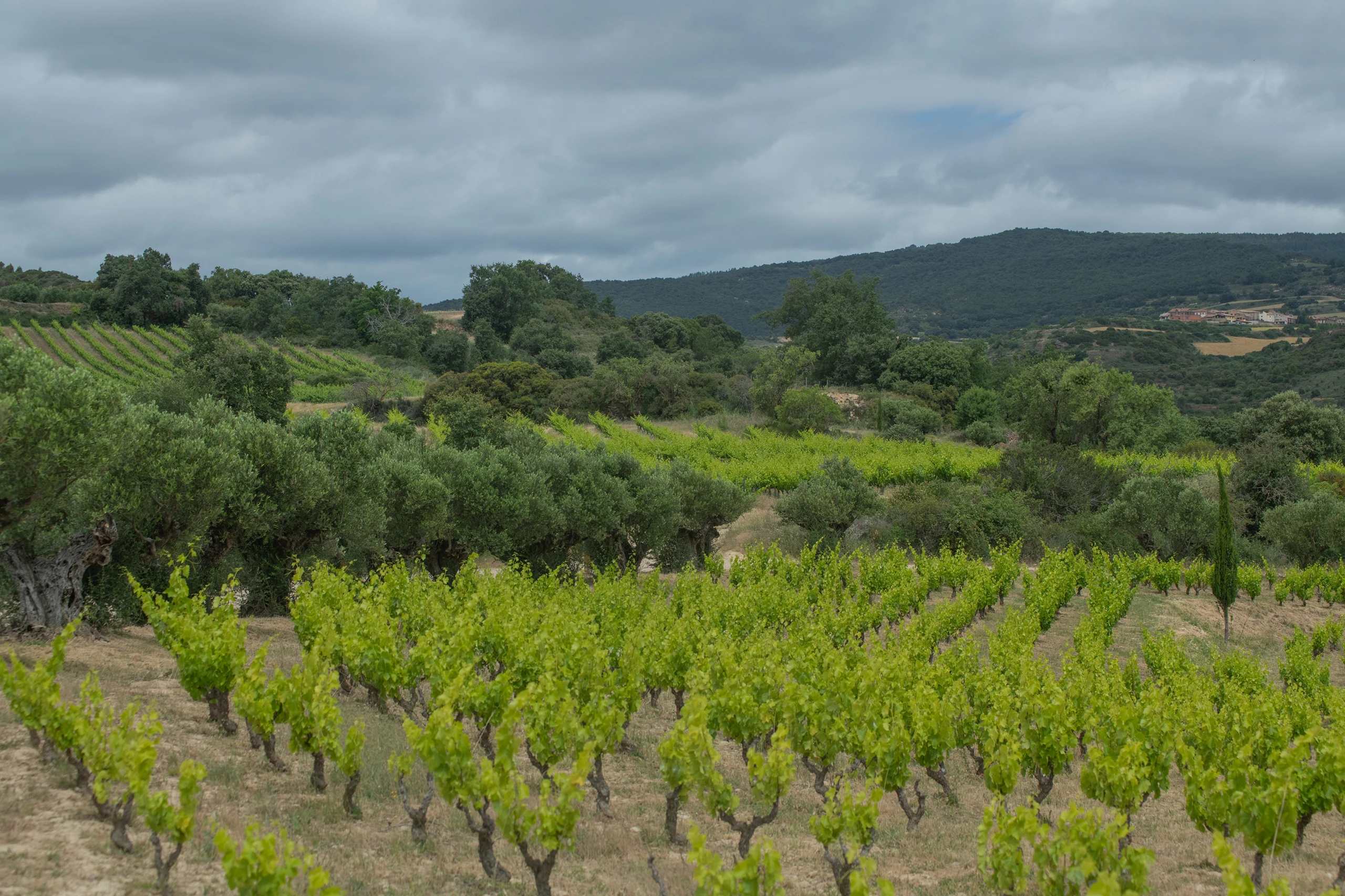 Foto 19 - Bodegas Emilio Valerio