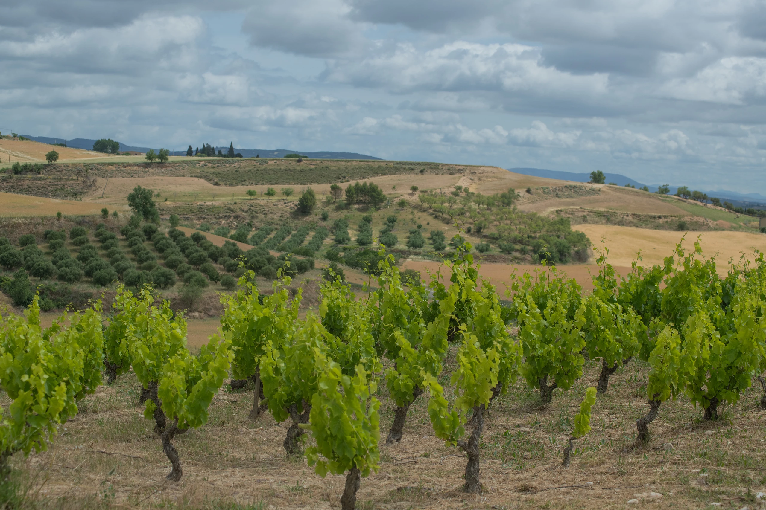 Foto 20 - Bodegas Emilio Valerio
