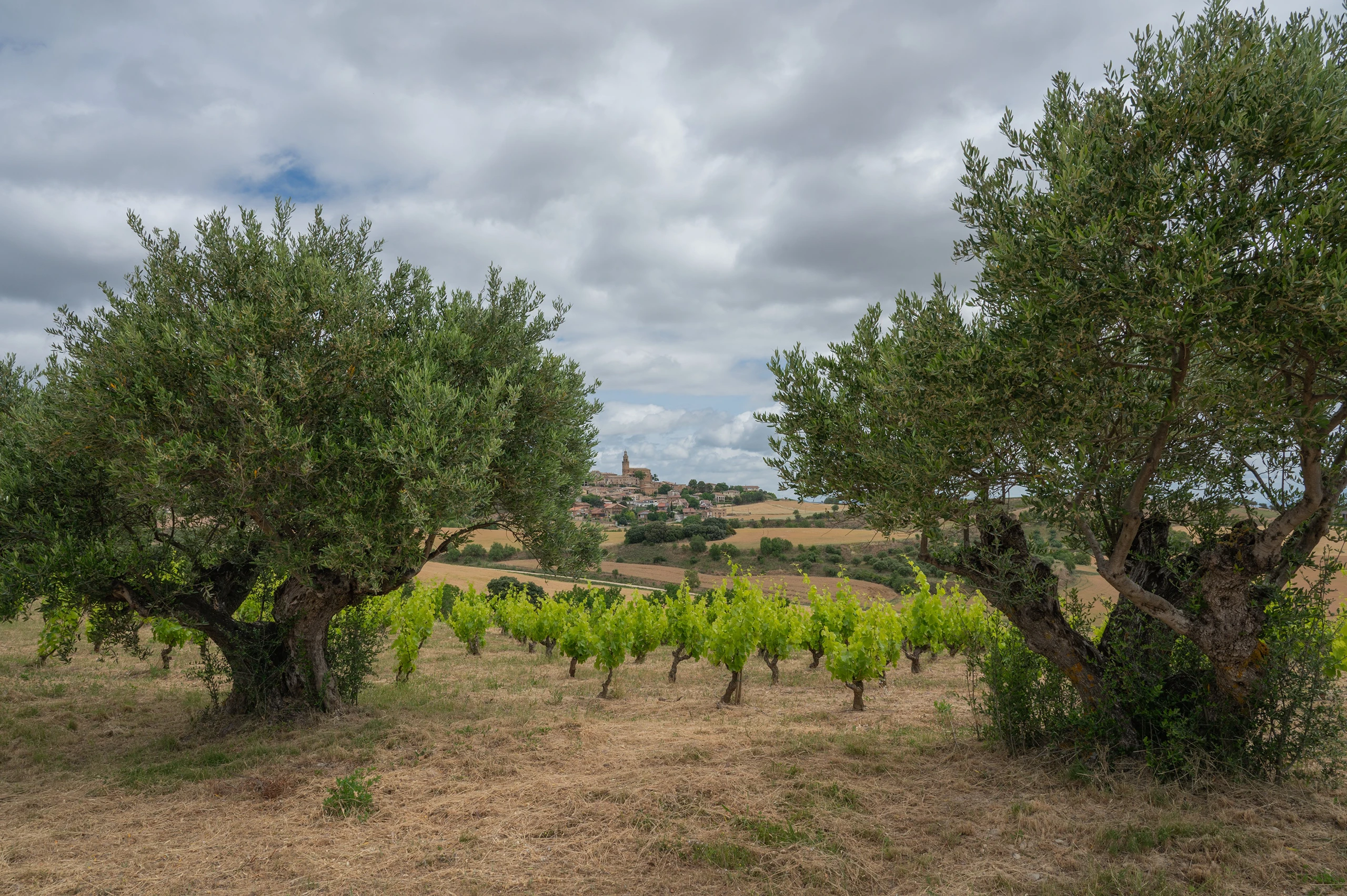 Foto 21 - Bodegas Emilio Valerio