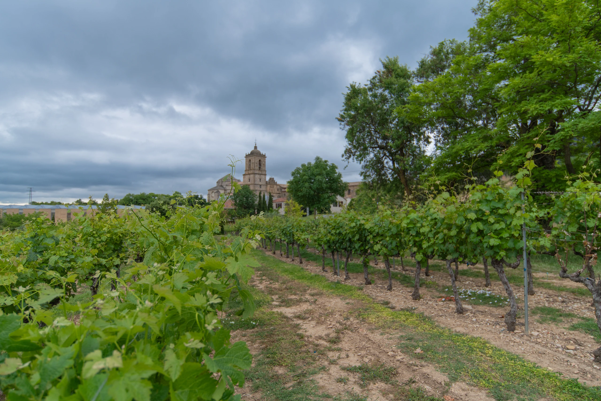 Foto 2 - Bodegas Irache