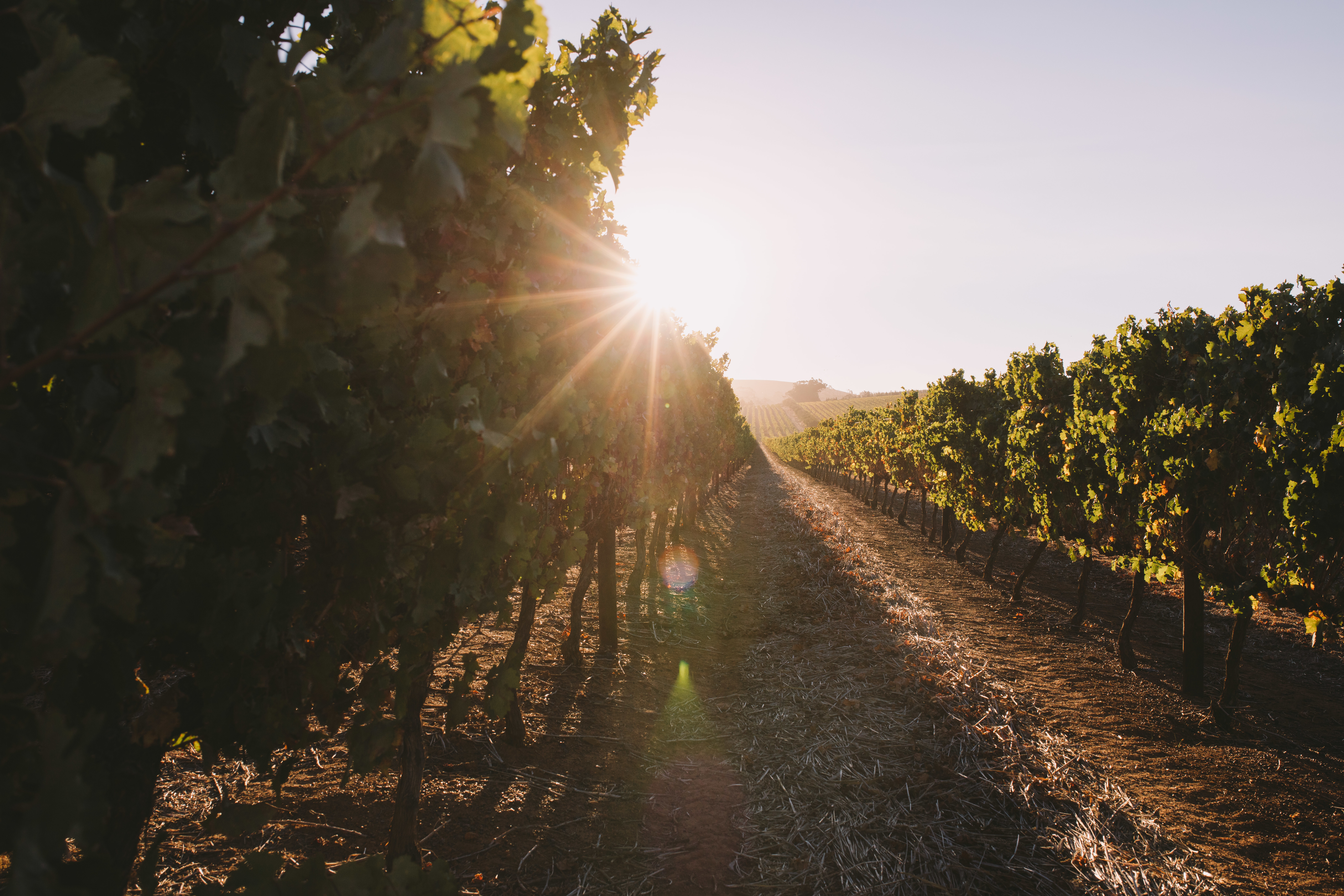 Vinos aut&eacute;nticos con m&iacute;nima intervenci&oacute;n real