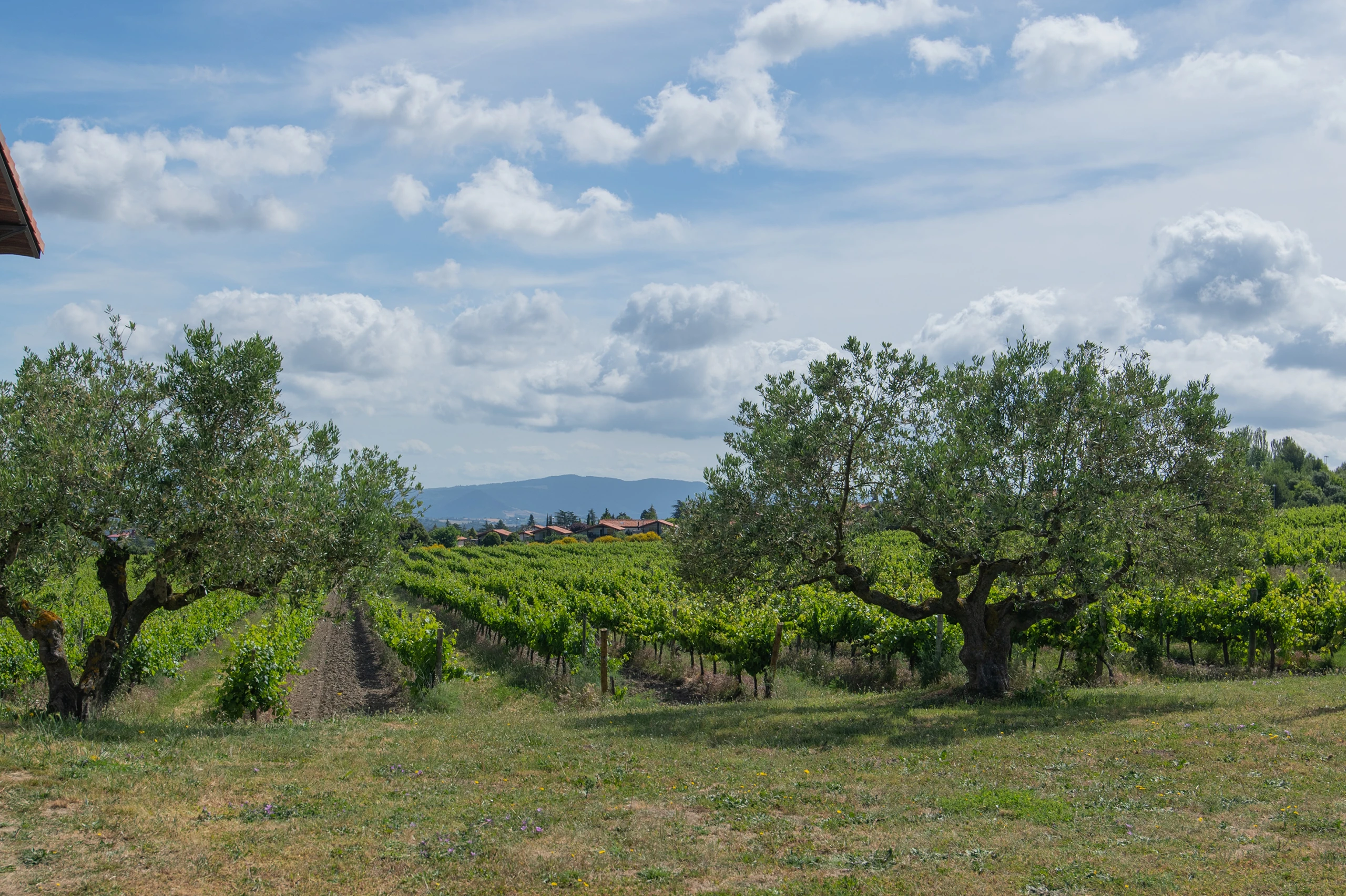 Foto 20 - Bodegas y Vi&ntilde;edos Quaderna V&iacute;a