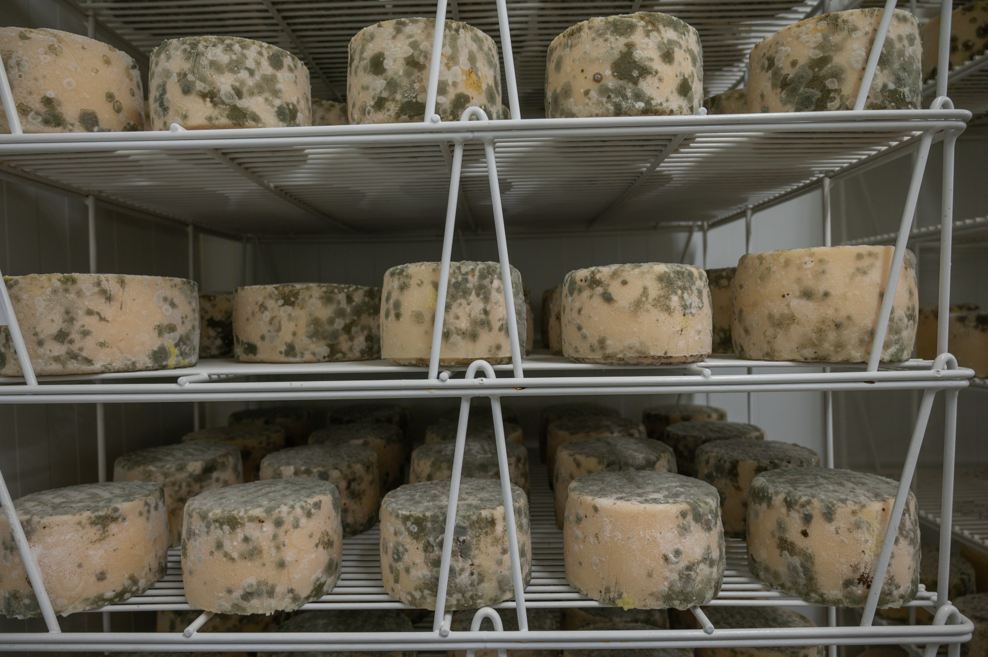 Leche cruda de oveja latxa